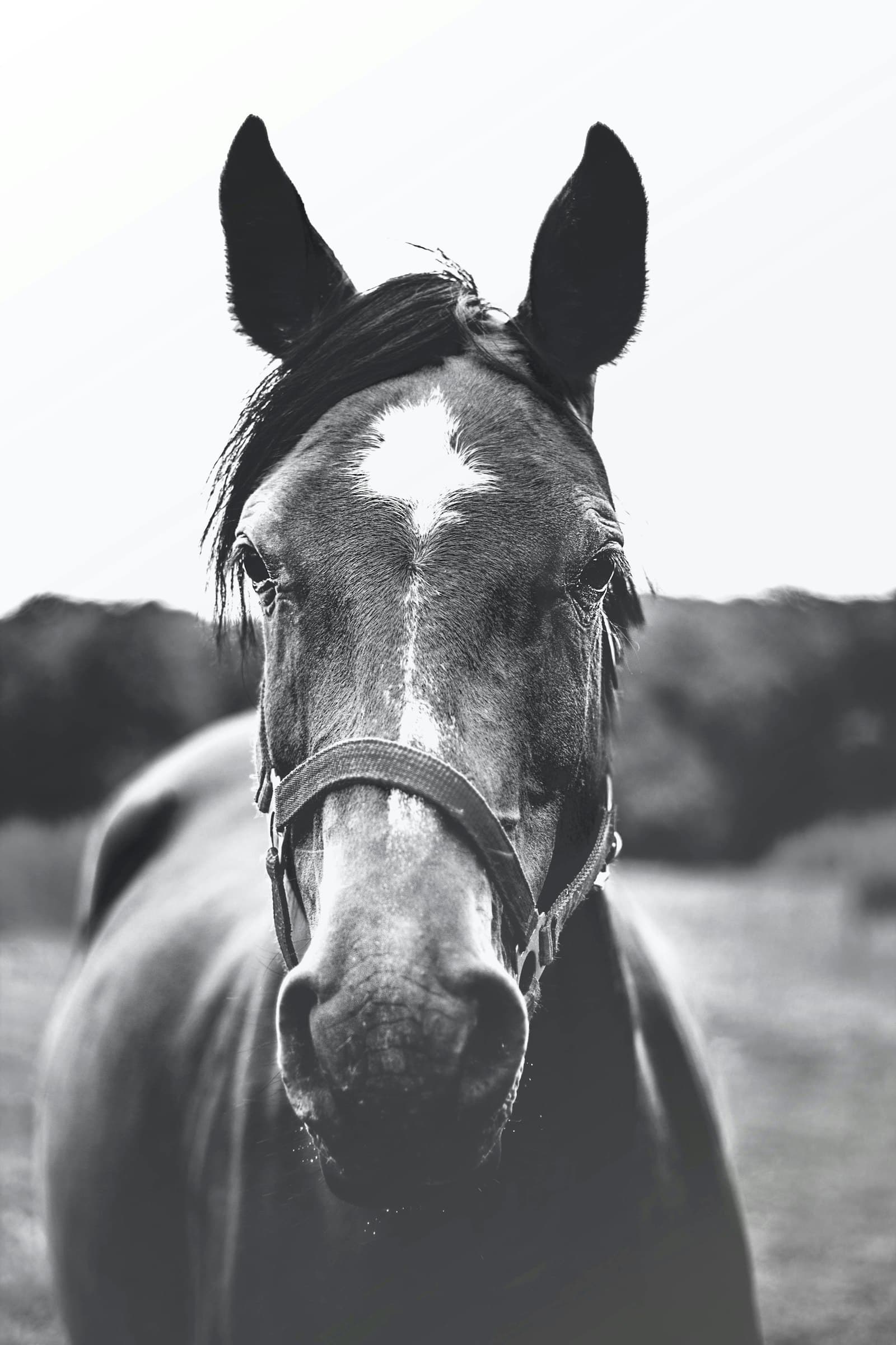 Black-and-white thoroughbred portrait